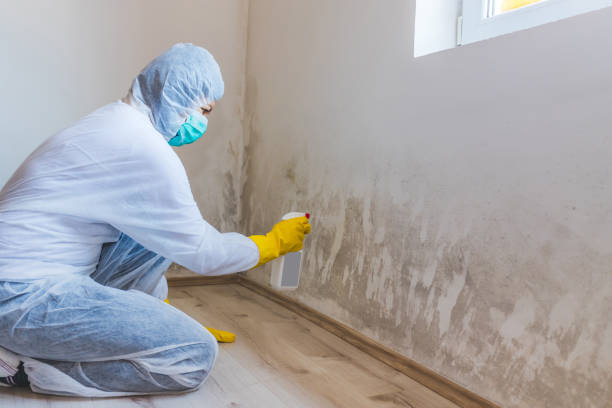 Licensed Mold Remediation service in McAlisterville, PA - WQB Mold Removal
